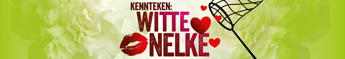 Kennteken: Witte Nelke
