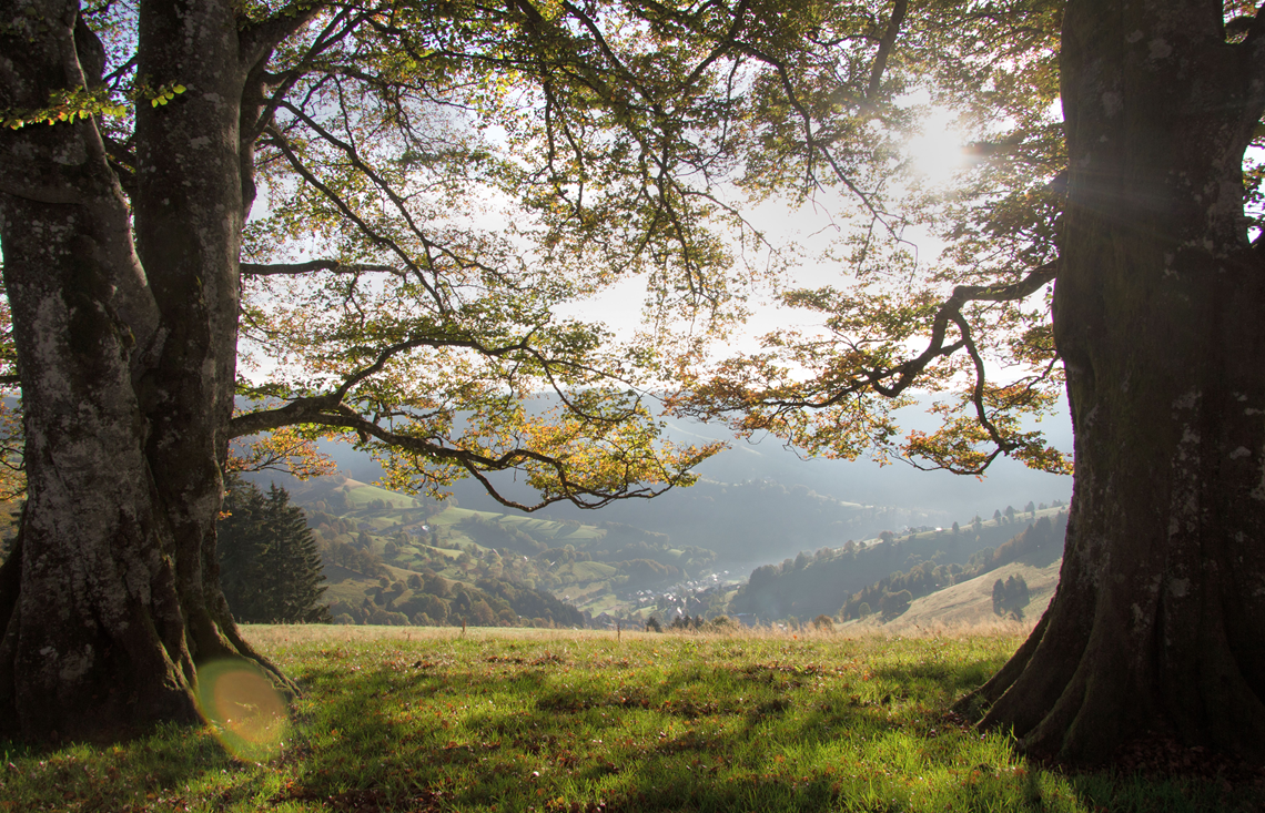 Klarheit & Selbstfürsorge in allen Lebenslagen - Erlebe Yoga, Achtsamkeit und die Natur des Schwarzwaldes