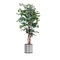 Plant decoration