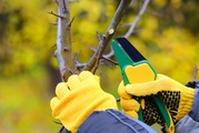 Workshop Obstbaumschnitt – 1,5 Stunden