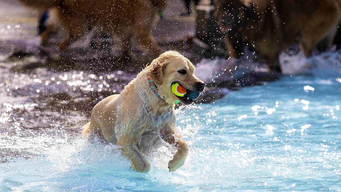 5. Enni-Hunde-Beachparty