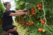 Tomatenernte auf dem Gemüsehof