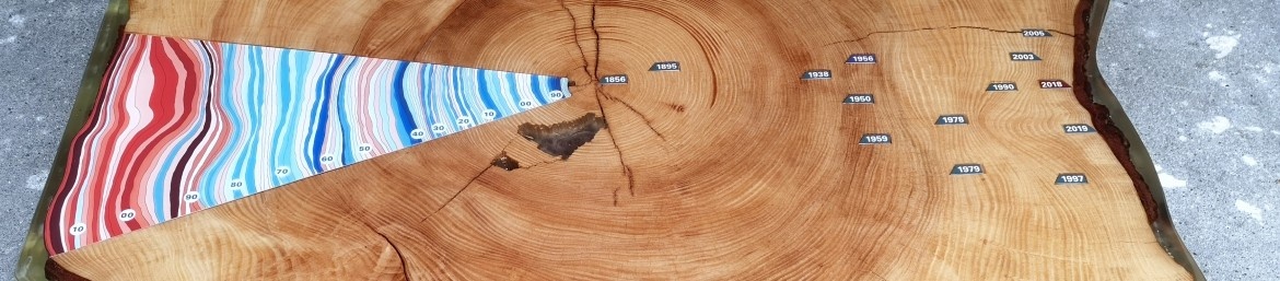 Baumscheiben in Epoxidharz einbetten