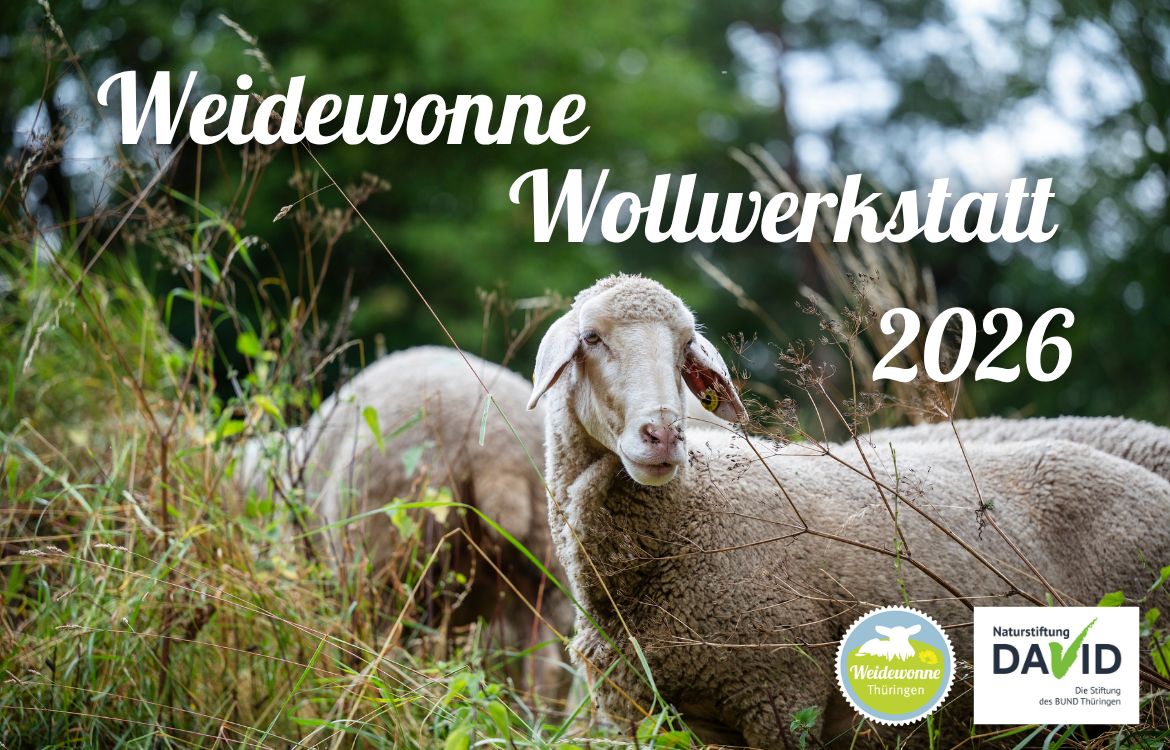 Weidewonne Wollwerkstatt mit Praxistag 18./19.11.2026