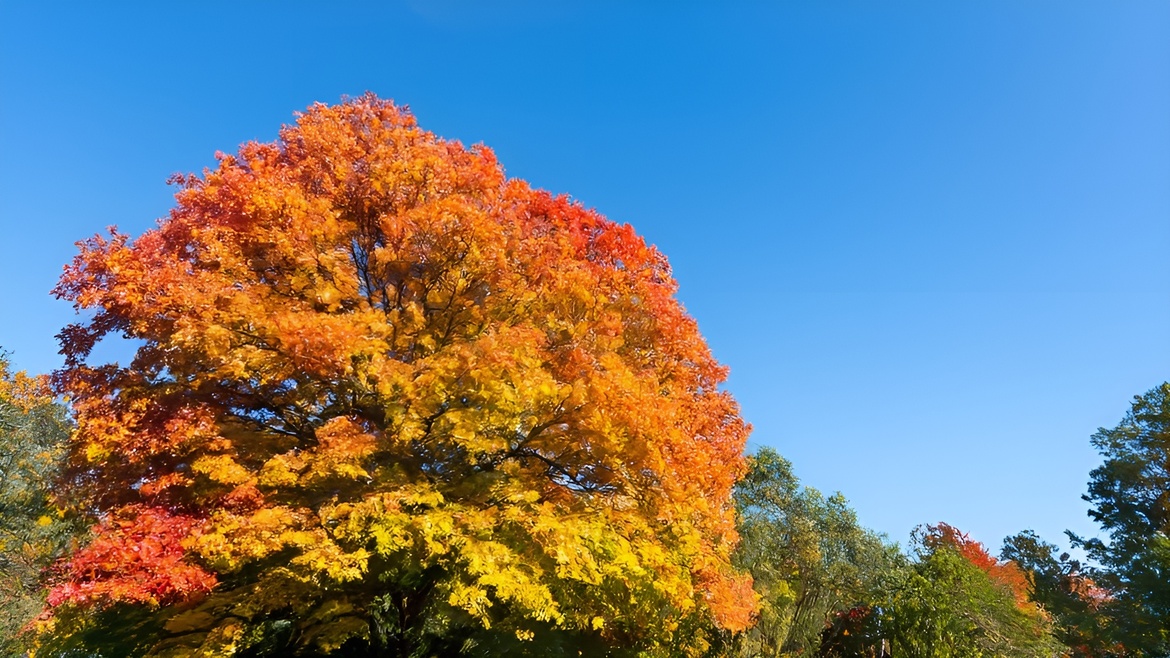 Herbstfrüchte im Forstbotanischen Garten