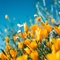 Gutschein - Motiv "Blumen"