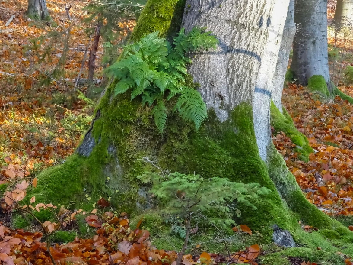 Waldbewirtschaftung und Baumzeichen