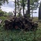8,95 Fm o.R. Buche - Holzpaket 149411/15