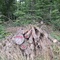 8,74 Fm o.R. Buche - Holzpaket 149411/11