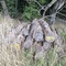 8,94 Fm o.R. Buche - Holzpaket 149411/5