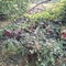 2,20 Fm o.R. Eiche - Holzpaket 149411/190