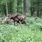 8,35 Fm o.R. Buche - Holzpaket 149390/86 - E08°52 57.8 N50°53 11.4 Alter Winterstrauchweg