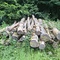 7,68 Fm o.R. Buche - Holzpaket 149390/94 - E08°53 00.0 N50°53 14.4 Ziegeleiweg/Abzweig