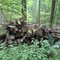 7,34 Fm o.R. Buche - Holzpaket 149390/79 - E08°52 56.8 N50°53 10.0 Alter Winterstrauchweg